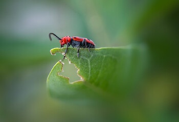 Fototapeta premium red milkweed beetle eating a green milkweed leaf