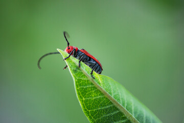 red milkweed beetle on a green milkweed leaf