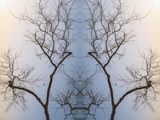 Obraz premium Tree branch silhouette - abstract symmetry background.