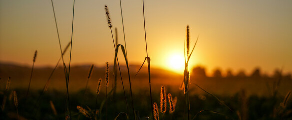 sunset in the grass