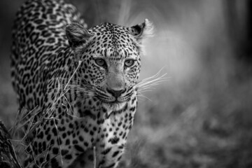 Close up of a Leopard's head in Kruger.