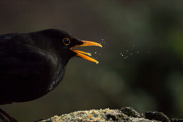 Side-view of a male blackbird with a bright yellow beak spitting out crumbs of bird food while...