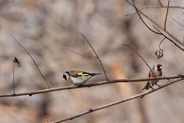 Carduelis carduelis sit on tree
European goldfinch sit on branch Volgograd region, Russia.

