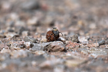 Dung beetle pushing a ball