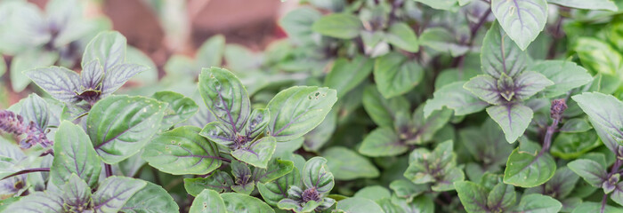 Panoramic view African blue basil (ocimum kilimandscharicum), hybrid of camphor basil and dark opal...