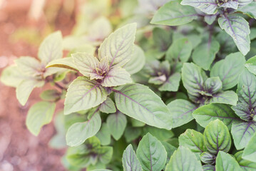 Blossom African blue basil (ocimum kilimandscharicum) on soil compost background, hybrid of camphor...