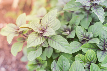 Blossom African blue basil (ocimum kilimandscharicum) on soil compost background, hybrid of camphor basil and dark opal basil at backyard garden in Dallas, Texas