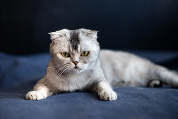 Scottish Fold gray domestic cat