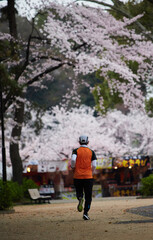 春の桜満開の公園でジョギングしている男性