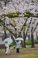 雨の日に桜満開の公園で花見している若い女性たちの姿