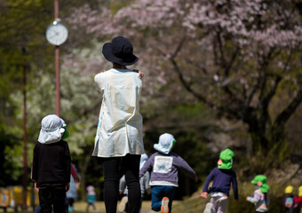 桜満開の公園で遊んでいる保育園の子供達と先生の姿