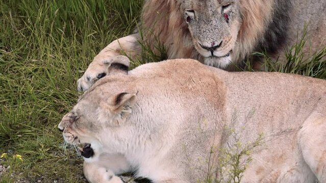 Close-up of a lion licking a lioness. Love games of lions. The mating season of lions