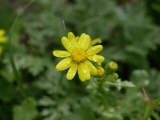 A small yellow flower on a background of green grass on a sunny spring day. A fragrant herbaceous plant in a meadow in natural conditions.