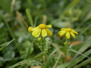 A small yellow flower on a background of green grass on a sunny spring day. A fragrant herbaceous plant in a meadow in natural conditions.