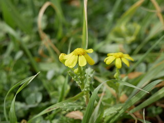 A small yellow flower on a background of green grass on a sunny spring day. A fragrant herbaceous plant in a meadow in natural conditions.