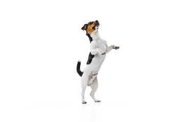 Full-length portrait of cute small dog, Jack Russell Terrier playing, jumping isolated on white...