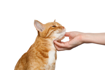 Portrait of a woman's hand stroking a ginger cat on Isolated white background
