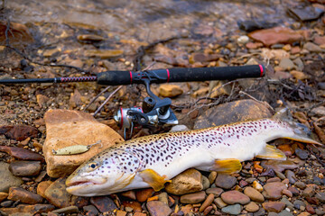 Fresh caught brown trout on the ground next to fishing rod and fishing spoon bait, stream in the...