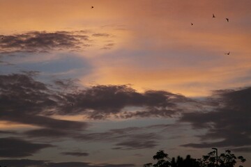 les oiseaux dans le ciel 