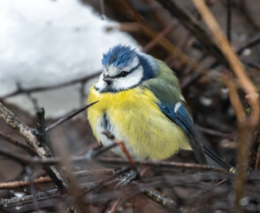 Closeup of a beautiful Eurasian blue tit bird perched on a twig