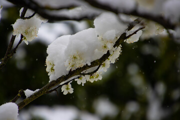 Close up of Cherry blossoms covered with snow