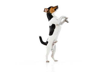 Full-length portrait of cute small dog, Jack Russell Terrier playing, jumping isolated on white...