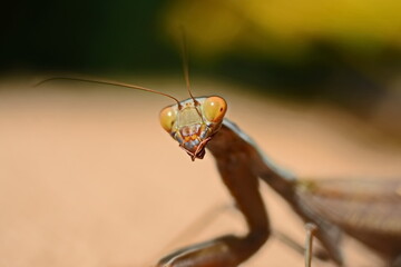 curious praying mantis