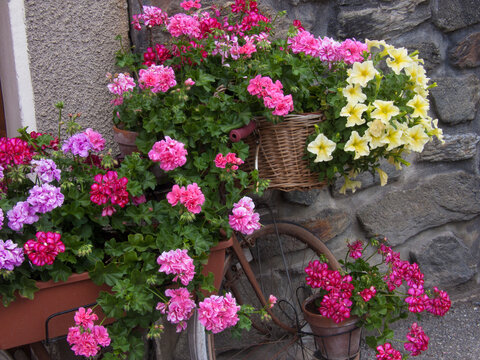 Photo of pink and yellow flowers in bicycle baskets, Champagny en Vanoise, Savoie, France