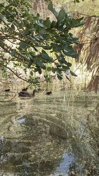 Pata con sus patitos en el estanque