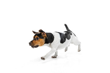 Studio shot of cute small dog, Jack Russell Terrier having fun, posing isolated on white background. Concept of motion, pets love, animal life.