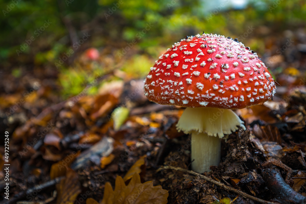 Sticker closeup shot of fly agaric mushroom on the forest in slovakia