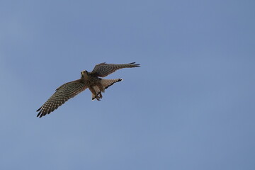 common kestrel in the sky