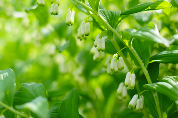 Delicate spring natural green background with bluebell flowers. beautiful white flowers macro photography. 