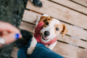 Jack Russell Terrier in a sweater (clothing) looks into the eyes. Man's friend, the dog asks for...