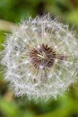 Fototapeten White fluffy dandelion flower on green sunny background © dashtik