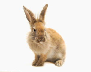 Obraz premium Young fluffy rabbit on a white background. Isolated