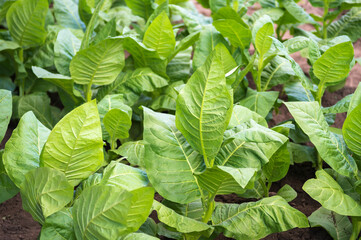 Lush young tobacco bushes with large green leaves after loosening the soil. Organic background