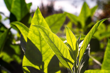 Green tobacco leaves close-up on a plantation in sunlight. Background
