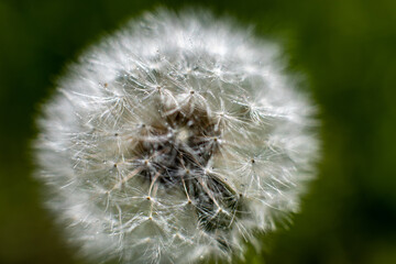 White fluffy dandelion flower with droplets of dew on green sunny background