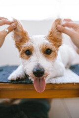 Jack Russell Terrier portrait. Dog and human hands