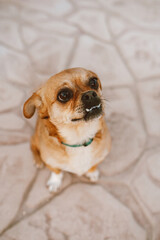 Little cute dog begs for food. Summer photo of a beloved dog