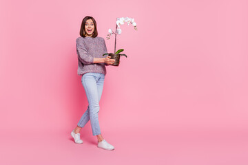 Full length body size view of attractive cheerful girl holding in hands orchid going delivery...