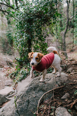 The dog walks in the forest. Jack Russell Terrier in a sweater (clothing) 
