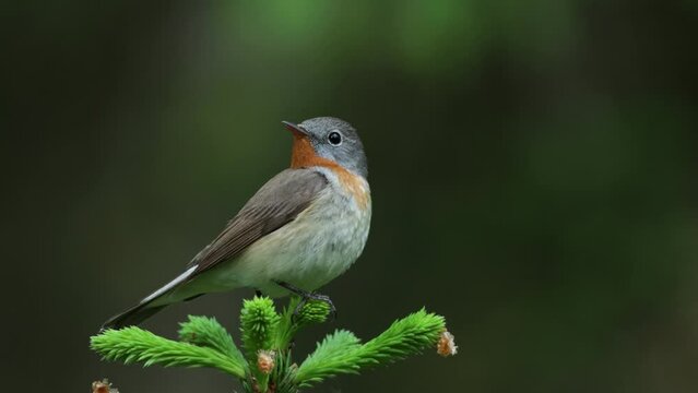 Close-up of an adult male Red-breasted flycatcher, Ficedula parva in an old-growth boreal forest in Estonia, Northern Europe.	
