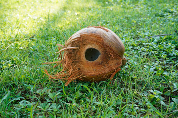 Close up sweet coconut palm fruits has been eaten by squirrel fall on green grass field it's has circle hold that bite coconut shell by little animal