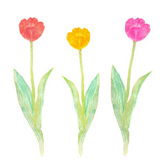 イラスト素材：水彩絵の具で描いたかわいいチューリップ（赤色・黄色・ピンク色の3本）
