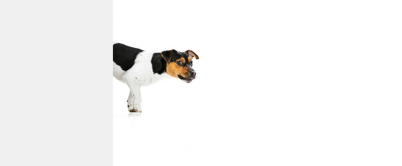Studio shot of cute small dog, Jack Russell Terrier having fun isolated on white background. Concept of motion, pets love, animal life.