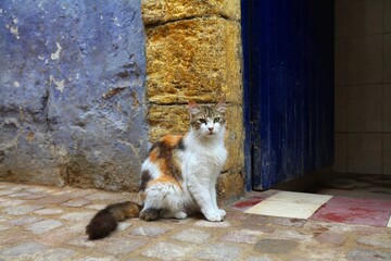 Street cats of Essaouira, Morocco