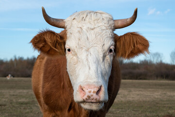 Close up front view of cows head in pasture in February.