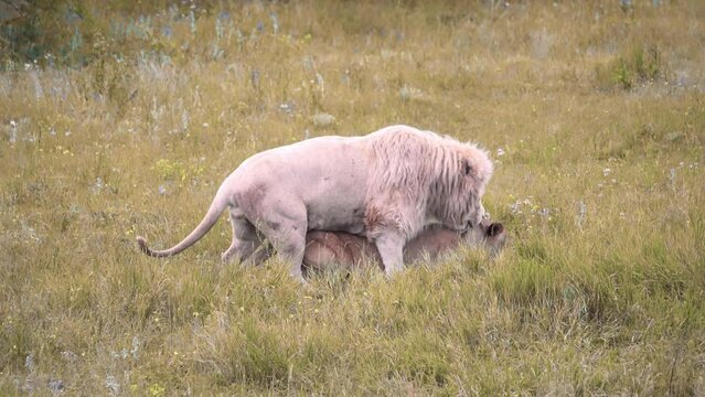 A white lion mating with a lioness. Mating games of lions. Mating season for lions.